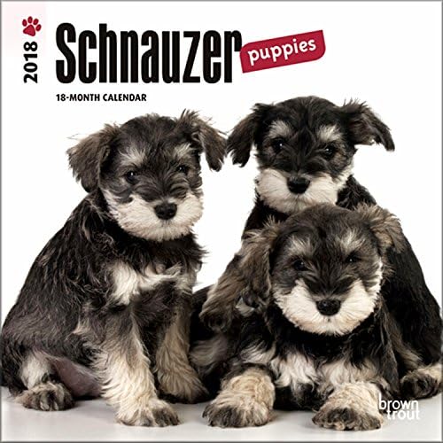 Schnauzer Puppies Mini Calendar 2018 - Deluxe Small Wall Calendar (7x7)