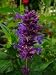 Agastache Seeds - BLUE BOA - Fragrant, Hummingbirds - Anise Hyssop - 25 Seeds