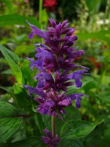 Agastache Seeds - BLUE BOA - Fragrant, Hummingbirds - Anise Hyssop - 25 Seeds
