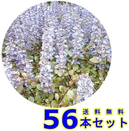 Amazon 送料無料 56本 セット グランドカバー アジュガ 多年草 9 0p 56本 グランドカバー 下草 雑草予防 Diy 工具 ガーデン Amazon 送料無料 56本 セット グランドカバー アジュガ 多年草 9 0p 56本 グランドカバー 下草 雑草予防 Diy 工具 ガーデン