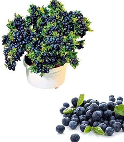 QHYDZ Garden-50/100pcs Semillas Arándanos Azul, Semillas Deliciosa ...