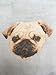 GERINLY Cute Pug Scarf for Dog Lovers Women Men Cotton Neck Wrap Scarfs (Grey)