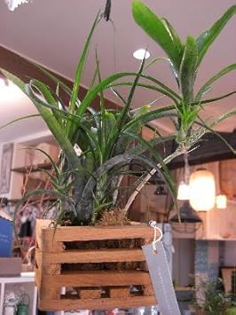 Amazon 着生植物 ネオレゲリア パウシフローラ ウッドポット吊鉢 希少 珍種 フェアリーズ ガーデン 観葉植物 通販