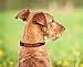 MLB DOG COLLAR. - 29 Baseball Teams available in 4 Sizes. Heavy-Duty, Strong & Durable Pet Collar. - MLB Licensed PET COLLAR.