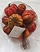 Ten Waterloo Artificial Gourds and Pumpkins- Fall Bowl Filler