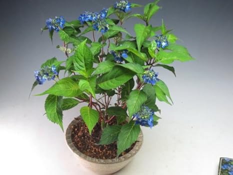 Amazon バーゲン セール 山アジサイ 藍姫 の鉢植え 今年の開花は終わっております 観葉植物 オンライン通販 Amazon バーゲン セール 山アジサイ 藍姫 の鉢植え 今年の開花は終わっております 観葉植物 オンライン通販