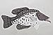 Black Crappie Plush Toy 12.5" Long by Cabin Critters