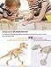 AKINGSHOP Dinosaur Excavation Kits for Kids,Dino Dig Kits T-Rex,Dinosaur Fossil Excavation Kits for Kids,Children's Popular Science Education Toys - Dinosaur DIY Toys (T-Rex), White