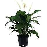Costa Farms Peace Lily Spathiphyllum Live Indoor Plant, 3-Foot, White Bloom