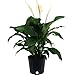 Costa Farms Peace Lily Spathiphyllum Live Indoor Plant, 3-Foot, White Bloom primary