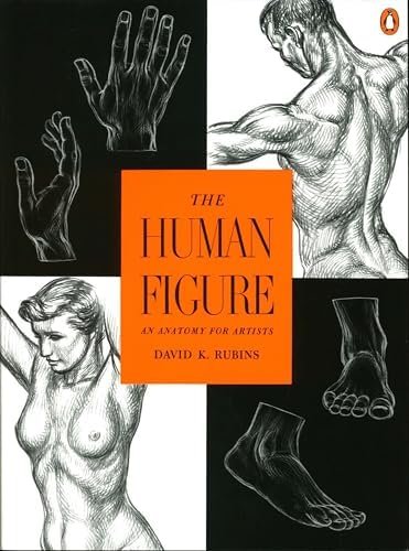 Dynamic Anatomy: Hogarth, Burne: 9780823015504: Amazon.com: Books