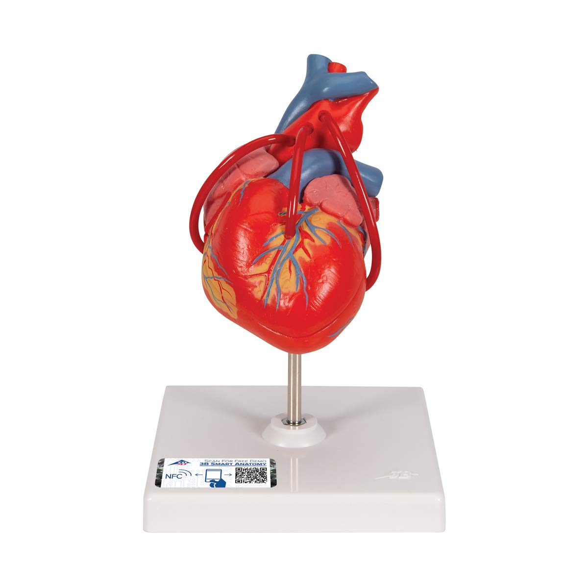 3B Scientific 1017837 Human Anatomy - Classic Heart Model with Bypass, 2 Part + free anatomy software