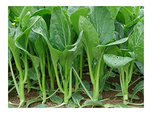 Yu Choy Yu Choy Sum 15g 6000 Seeds Chinese Vegetable Organic Seeds for Planting åŽŸè£…å½©åŒ…å››ä¹èœå¿ƒèœè–¹æ²¹èœç™½èœè–¹æ²¹èœå¿ƒç§å­