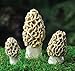 Georgetown Home & Garden Miniature Morel Esculenta Mushrooms Assorted Garden Decor, Set of 3