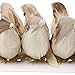 Jili Online 12Pieces Cute Small Artificial Feather Bird Foam Birds Photo Props Home Table Garden Bonsai Decor