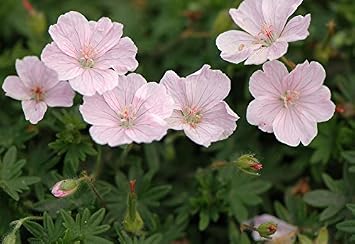3 X Geranium Sanguineum Apfelblute Storchschnabel Ab 1 99