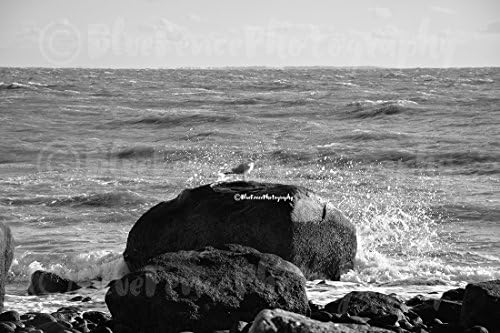 Crashing Surf, Seagull, Beach Decor, Black and White Photography, Nature Prints, Rocky Shore, Rough Surf, Ocean Art, Seashore, Sizes Available from 5x7 to 20x30.