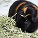 Vitakraft Small Animal Timothy Hay for Guinea Pigs, Rabbits, and Chinchillas - 1.75 lbs