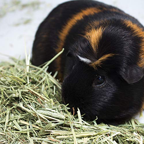 Vitakraft Small Animal Timothy Hay for Guinea Pigs, Rabbits, and Chinchillas - 3.5 lbs