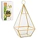 D'Eco Hanging Glass Pyramid Plant Terrarium (5x5x10)- Indoor Tabletop Gold Geometric Planter Terrarium for Succulents, Air Plants, Moss - Home & Office Holiday Decor - Xmas Gift for Plant Lovers