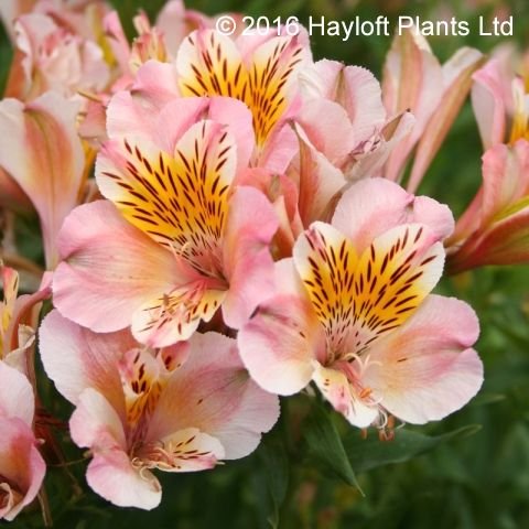 100 Graines Alstroemeria Inca Bandit - Lis Du Pérou - Fleurs Colorées - Pour Jardin Et Balcon