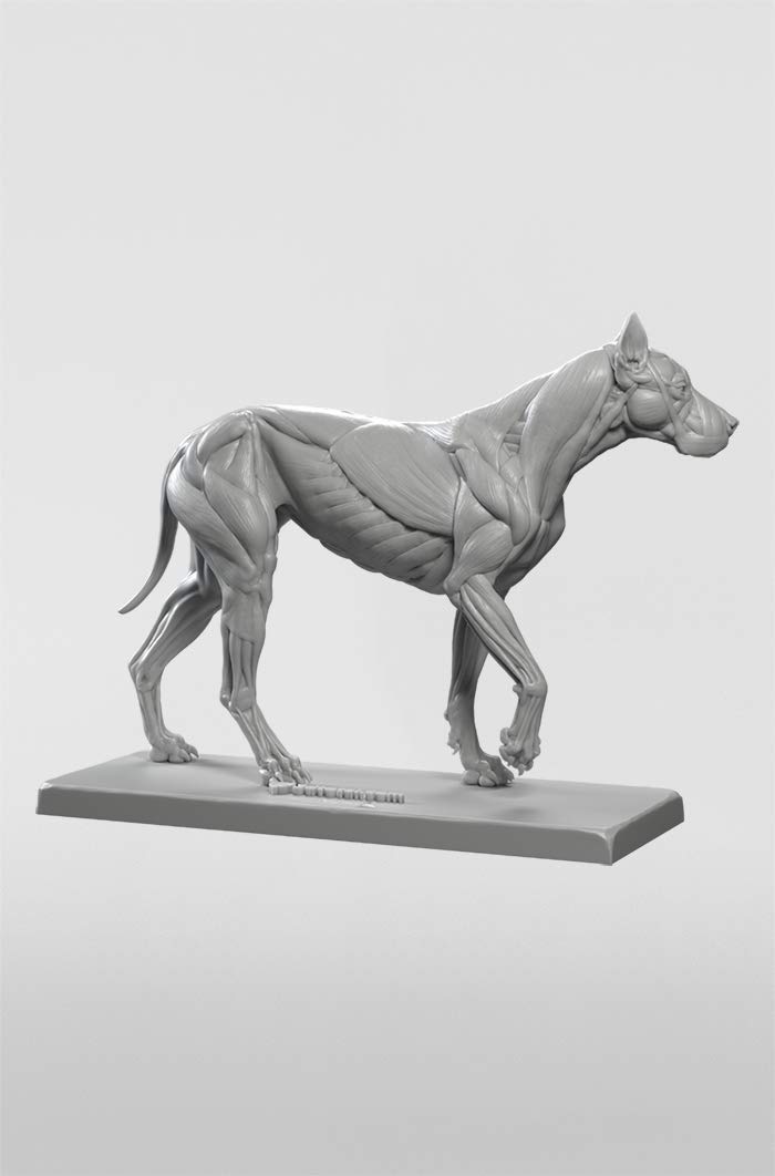 3dtotal Anatomy: Canine Figure