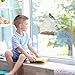Window Bird Feeder - Built to Last A Lifetime - Decorate Your House with Beautiful Wild Birds - 100% Clear Acrylic Plastic with 3 Strong Extra Suction Cups Included -Improved Version-Great Gift Idea
