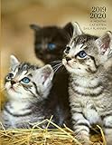 2019 2020 15 Months Cat Kitten Daily Planner: Academic Hourly Organizer In 15 Minute Interval; Appointment Calendar With Address Book, Password Log & ... Diary With Quotes; From Jun 2019 To Aug 2020 by Zen Planner