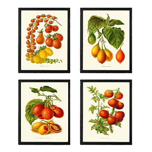 Amazon Com Kitchen Wall Art Tomato Botanical Print Set Of 4 Prints Beautiful Sprint Summer Vegetable Garden Plants Room Decor Ih Handmade