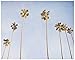 Venice Beach Palm Tree Wall Art, Tropical California Coastal Wall Decor Picture - 5x7, 8x10 Print (not framed), ‘Venice Palms’