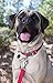 Ruffwear Flat Out Leash Obsidian Black One Size