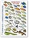 Mini Fishwatchers Field Guide Florida Keys a Snorkelers Paradise ID Card