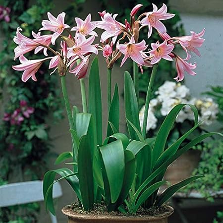 Floriculture Greens IMP. Crinum
