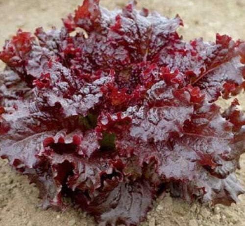 Red Lettuce Seeds, Leaf Lettuce Seeds, Heirloom Lettuce Seeds, Non-GMO 100ct