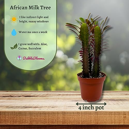 African Milk Tree, Euphorbia trigona 4" inch Pot, Red Original Color African Milktree, Red ...