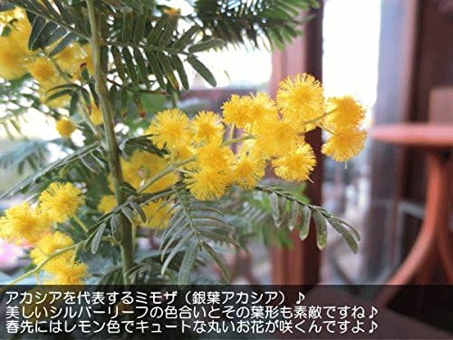 Amazon ミモザアカシア 銀葉アカシア 4号鉢サイズ 鉢植え 苗木 薫る花 庭木 シンボルツリー 常緑樹 小型 ミニ ギンヨウアカシア ミモザの日 観葉植物 オンライン通販