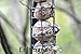 Erdtmanns Suet Balls without Nets Plus Feeder, 14 by 12.5 by 2-Inch