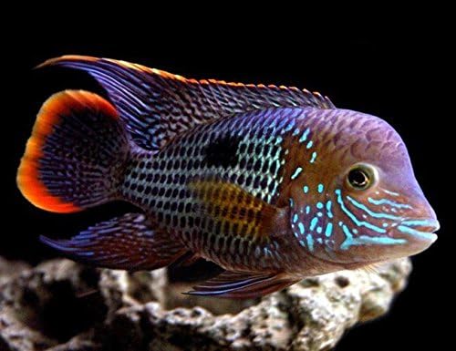 Nationwide Fish Live Fish Green Terror Cichlid Unsexed Juvenile 1.00-2.00 inches