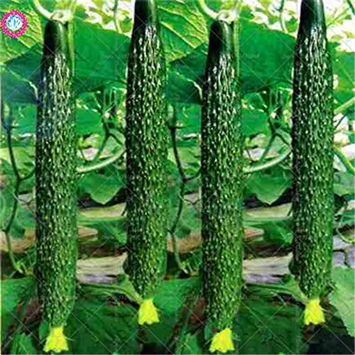 Pinkdose Bonsai 50 unids, Pepino Gigante, plantación de Vegetales ...