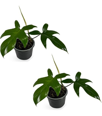 Amazon.com : LEAL PLANTS ECUADOR Philodendron Lehmannii (Pack of 2)|  Vibrant Live Indoor Plant | Heart-Shaped Elephant Ear Foliage |  Air-Purifying Houseplant | Perfect Tropical Touch for Home Dcor : Patio,  Lawn & Garden
