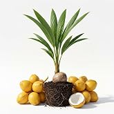 Yellow Malayan Coconut Tree, Dwarf Coconut Plant Freshly Sprouted Rare Fruits Tree 6-8 Inch Tall, No Ship CA
