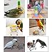 3PCS Parrot Toys Mini Shopping Cart Training Rings Skateboard Stand Perch for Budgie Parakeet Cockatiel Conure Lovebirdthumb 4