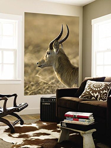 Puku, BUSAnga Plains, Kafue National Park, Zambia Wall Mural by Sergio Pitamitz 48 x 72in