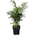 Hirt's Victorian Parlor Palm - Chamaedorea - 4" Pot - Live Plant