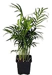 Hirt's Victorian Parlor Palm - Chamaedorea - 4" Pot - Live Plant