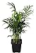 Hirt's Victorian Parlor Palm - Chamaedorea - 4" Pot - Live Plant primary