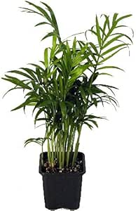 Hirt's Victorian Parlor Palm - Chamaedorea - 4" Pot - Live Plant