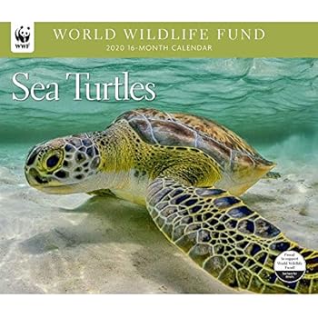 2020 Sea Turtles WWF Wall Calendar, by Calendar Ink