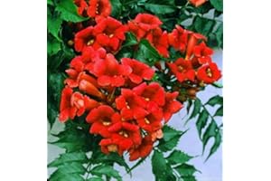 SVI Rare Dark Red Hummingbird Trumpet Vine! HARDY! 20 seeds! HummingBirds Love It!