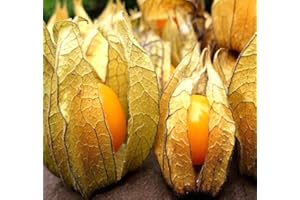 MYSEEDS.CO - BIG PACK SEEDS Big Pack - Ground Cherry, physalis Family, tomatillo Seeds - Non-GMO Seeds (Ground Cherry (1,000 Seeds))